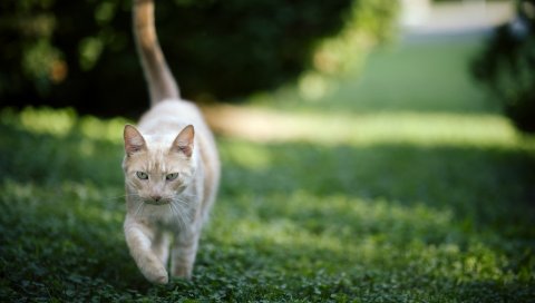Кошка, трава, природа, прогулка