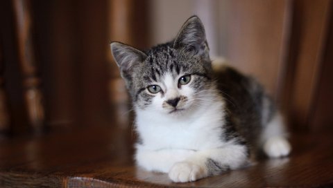 Кошка, пятнистый, ложь, котенок