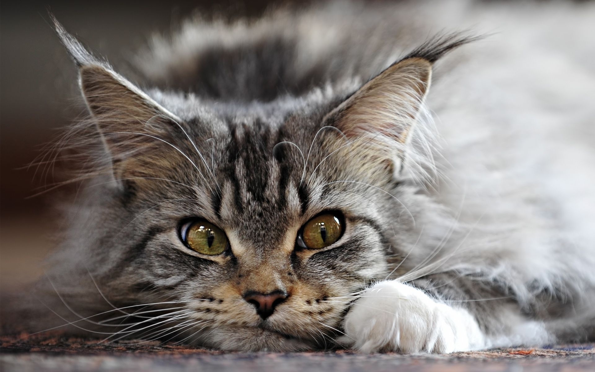 Картинки Кошка, пушистая, лицо, зло фото и обои на рабочий стол