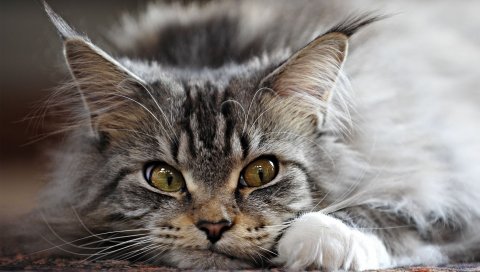 Кошка, пушистая, лицо, зло