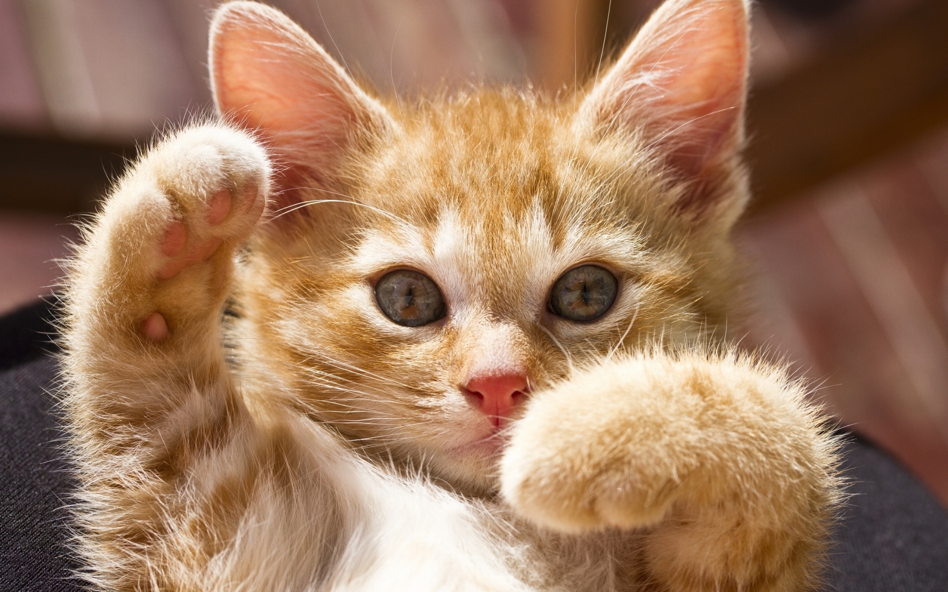 Картинки Котенок, лапы, яркие, игривые фото и обои на рабочий стол
