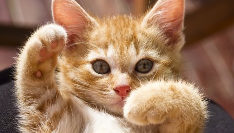 Котенок, лапы, яркие, игривые