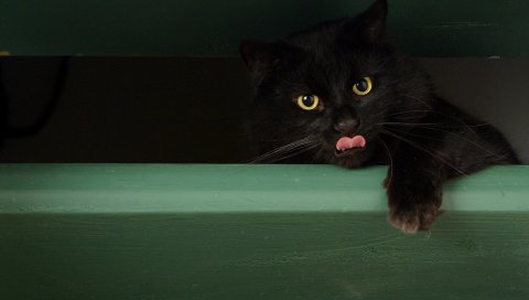 Кошка, язык, лицо, черный, игривый