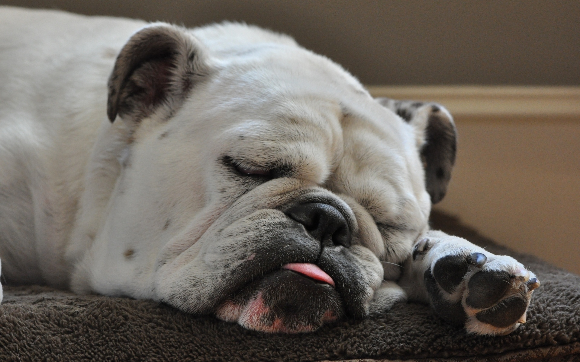Картинки Собака, бульдог, сон, язык, толстый фото и обои на рабочий стол