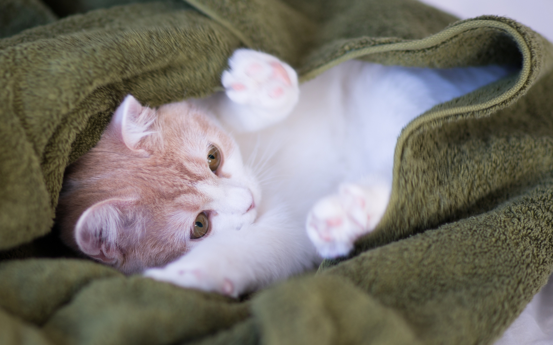Картинки Кошка, полотенца, игривая, ложь, свет фото и обои на рабочий стол