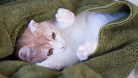 Кошка, полотенца, игривая, ложь, свет