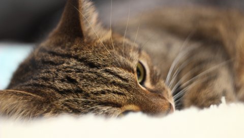Кошка, морда, сон, глаза, крупный план
