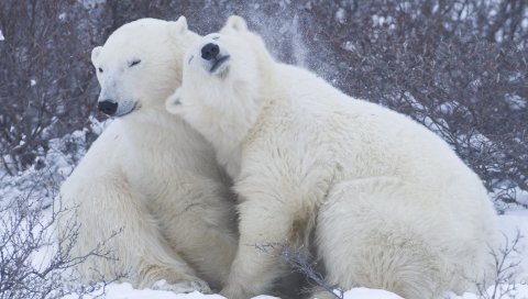 Белые медведи, снег, зима, объятия, привязанность