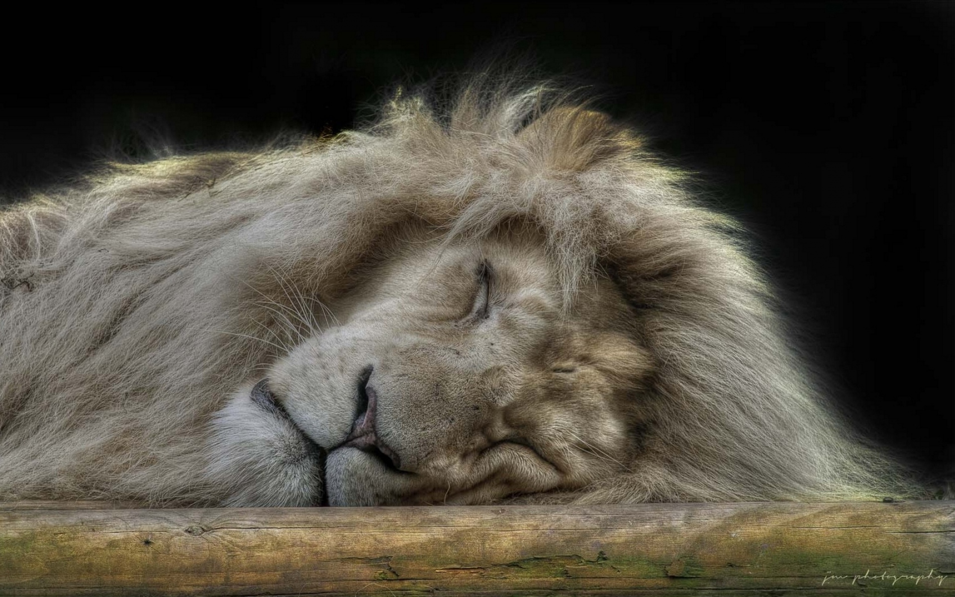 Скучаю лев. Лев. Лев спящий. Спящие львы. Спокойный Лев.