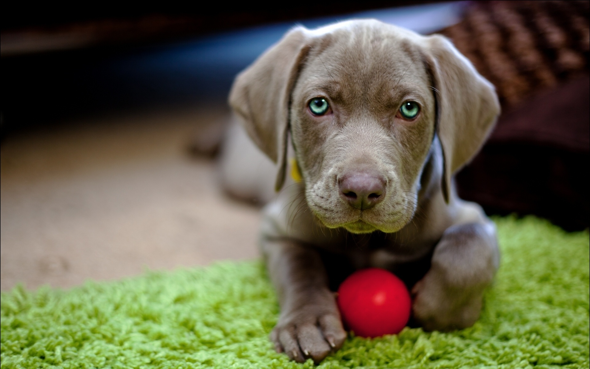 Картинки Собака, щенок, морда, мяч, игрушка фото и обои на рабочий стол