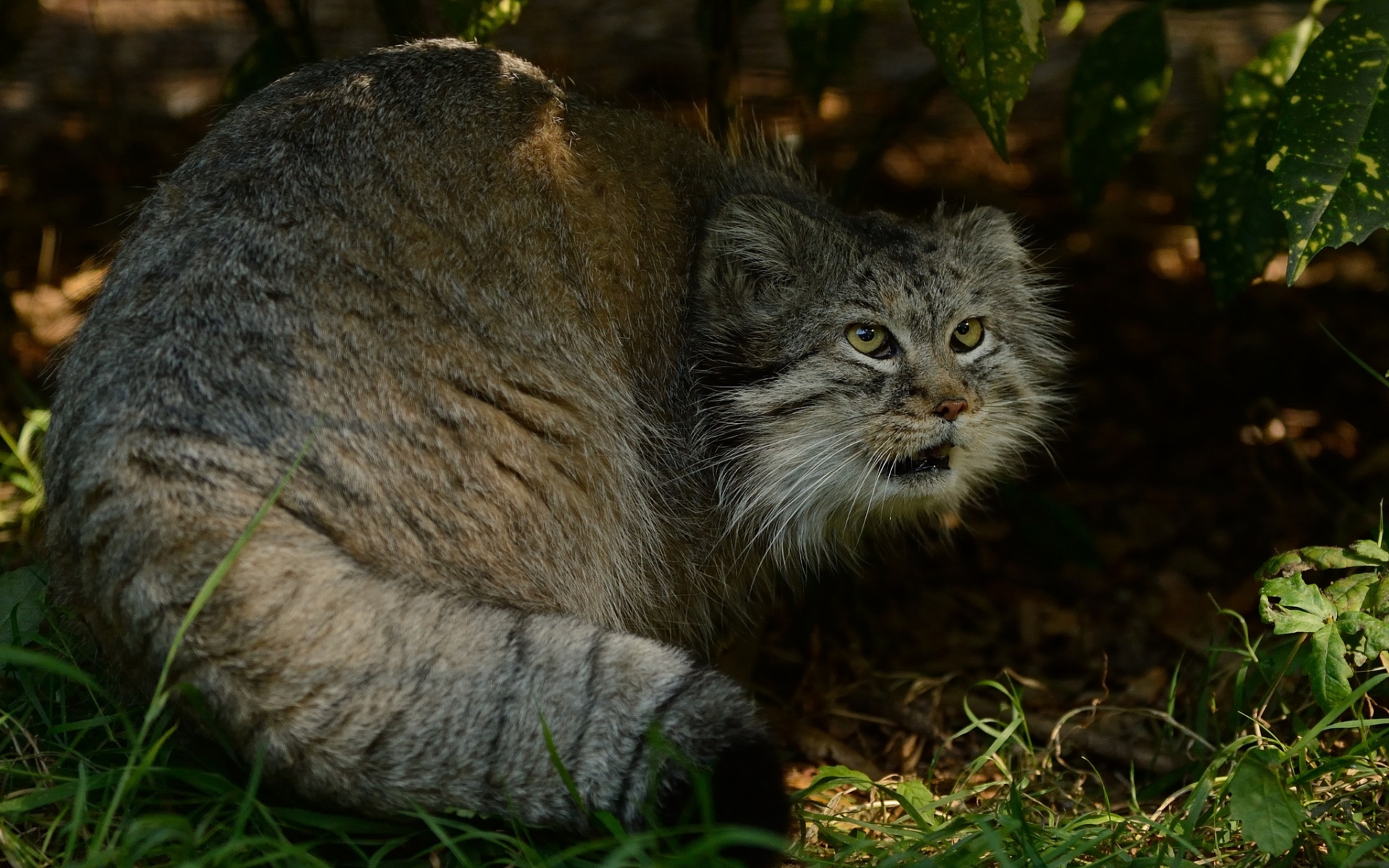 Картинки Manul, hide, страх, трава, кусты фото и обои на рабочий стол