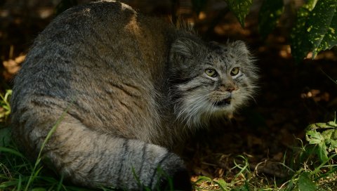 Manul, hide, страх, трава, кусты