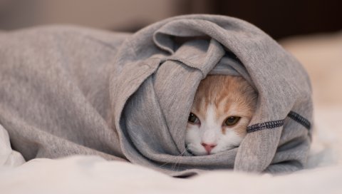 Кошка, обернутая, теплая, лицо, глаза