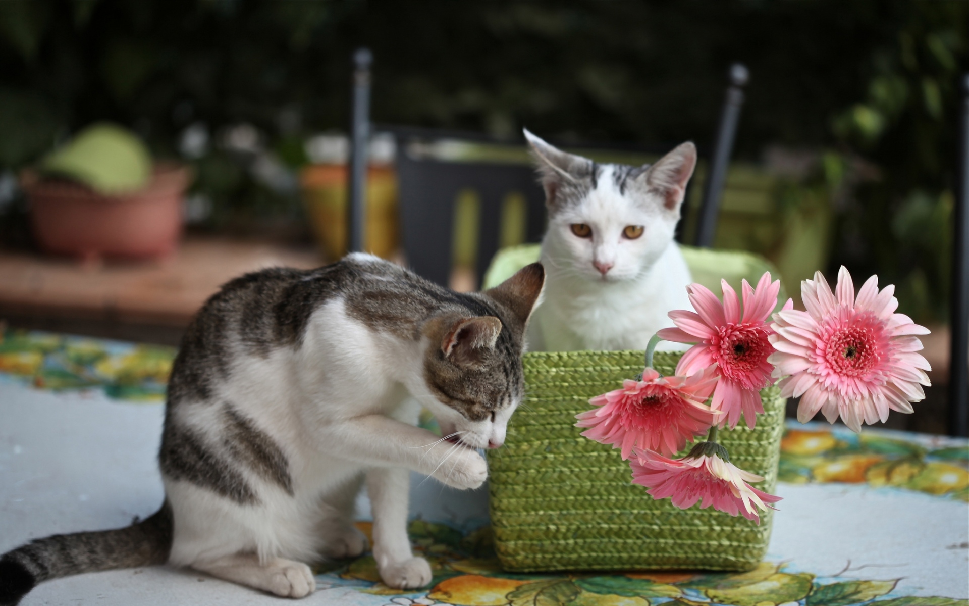 Картинки Котята, кошки, корзины, цветы фото и обои на рабочий стол