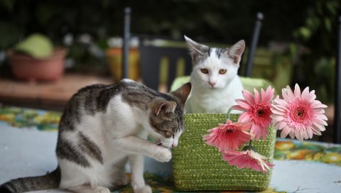 Котята, кошки, корзины, цветы