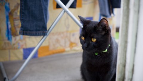 Кошка, лицо, глаза, взгляд