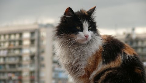 Кошка, грязная, пушистая, улица