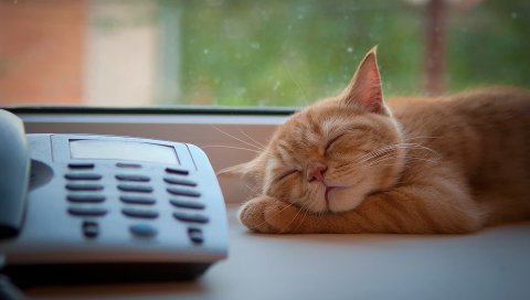 Кошка, телефон, сон, подоконник, ожидание