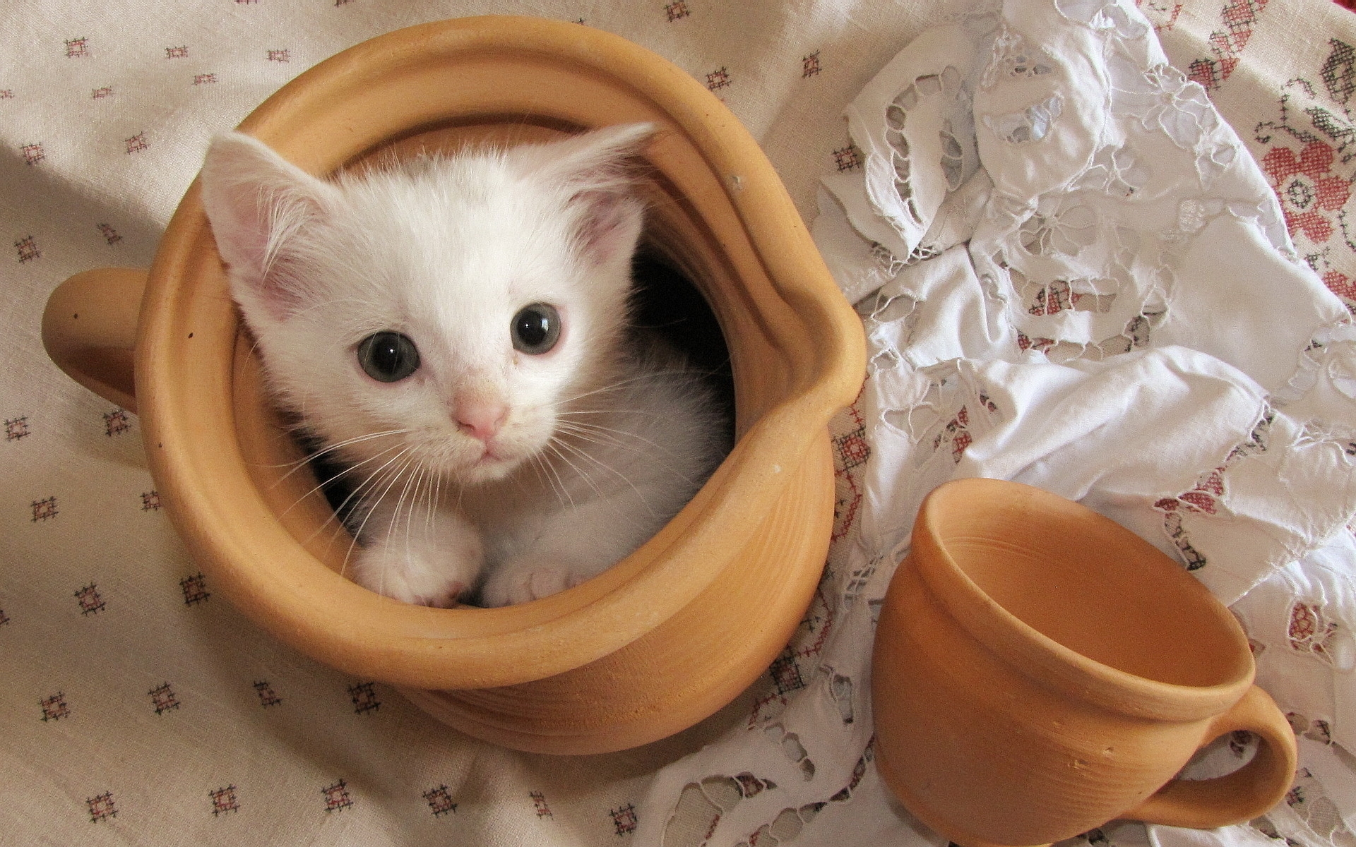 Картинки Кошка, горшок, лицо, глаза, игривый фото и обои на рабочий стол