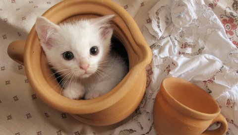 Кошка, горшок, лицо, глаза, игривый