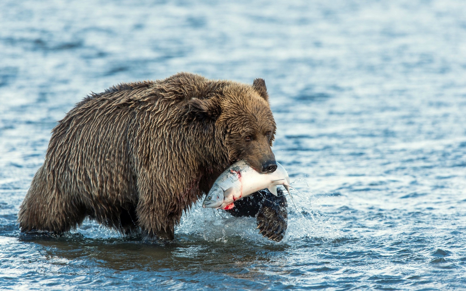 Картинки Медведь, еда, рыба, вода фото и обои на рабочий стол