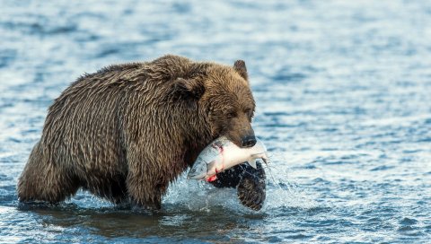 Медведь, еда, рыба, вода