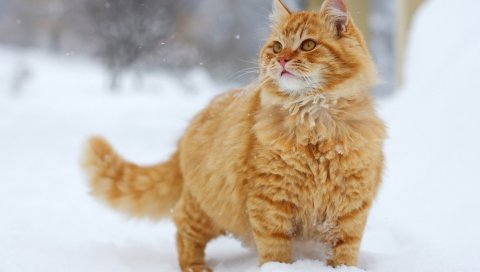 Кошка, пушистая, снег, прогулка, толстая, полосатая