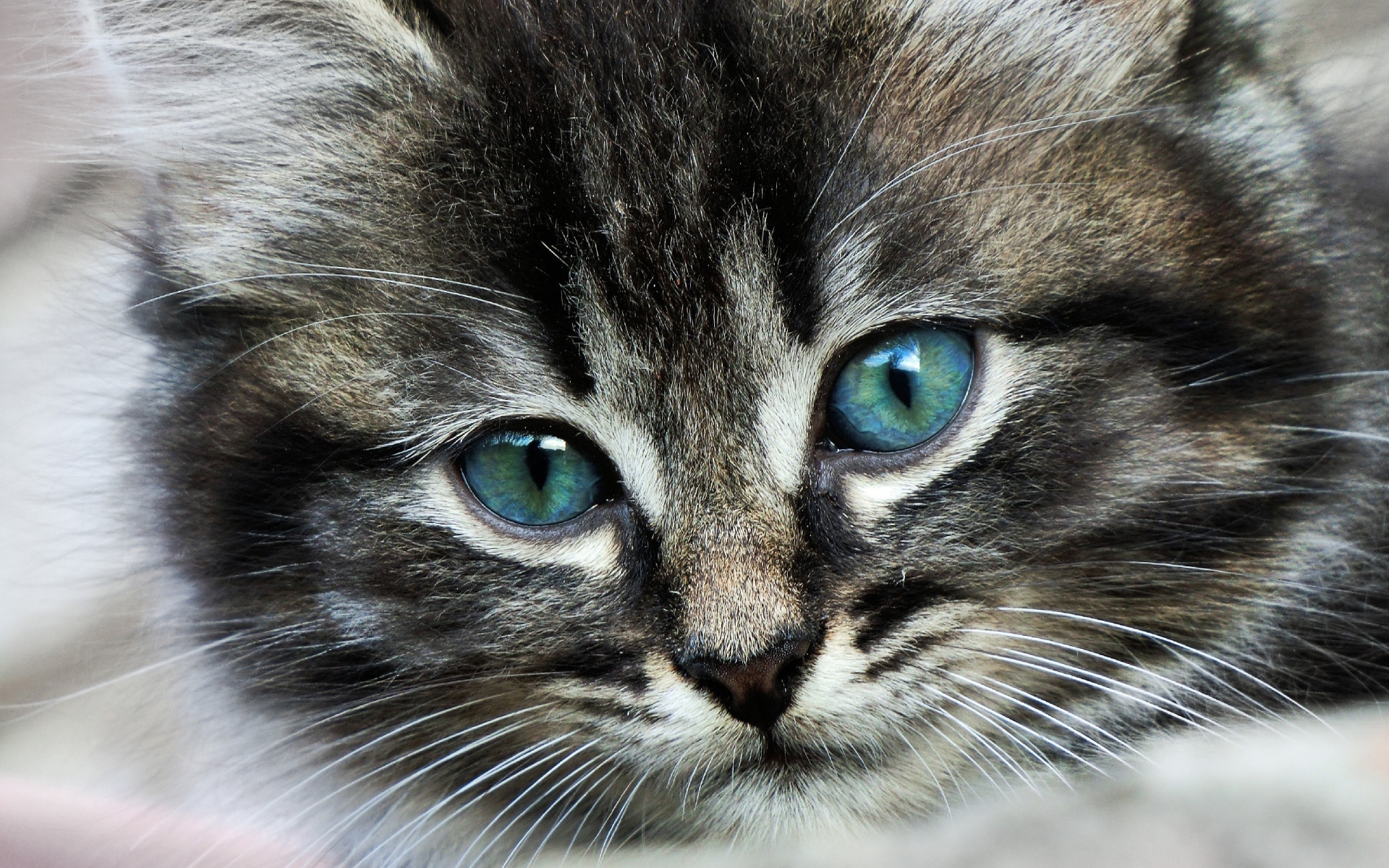 Картинки Кошка, лицо, глаза, цвет фото и обои на рабочий стол