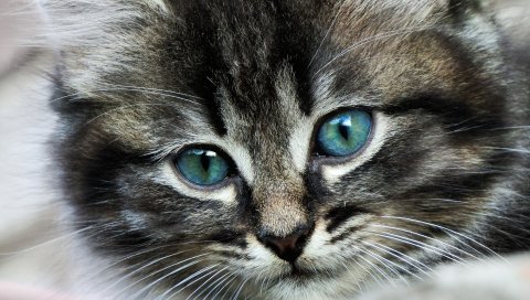 Кошка, лицо, глаза, цвет