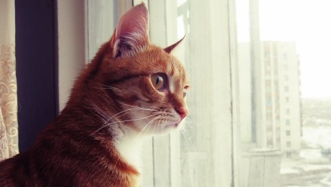 Кошка, окно, наблюдать, лицо, пятнистый