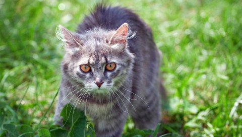 Кошка, фанк, трава, прогулка