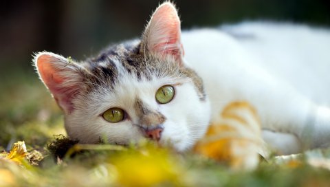 Кот, отдых, лицо, грустный
