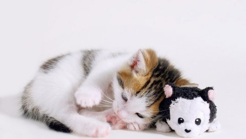 Котенок, игрушки, сон, милый, маленький