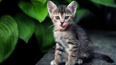 Котенок, листья, растения, полосатый