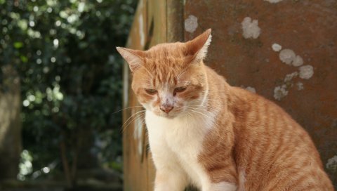 Кошка, грязная, улица, пятнистая