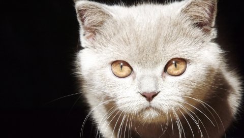 Котенок, лицо, глаза, фон