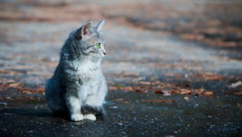 Котенок, сидя, пушистый, лицо