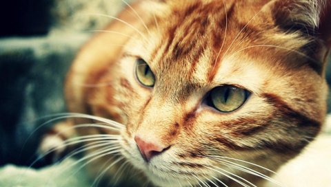 Кошка, лицо, глаза, фокус, усы