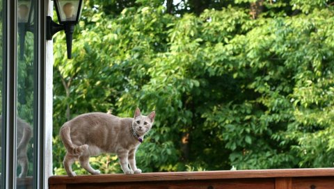 Кот, скалолазание, рельсы, дом