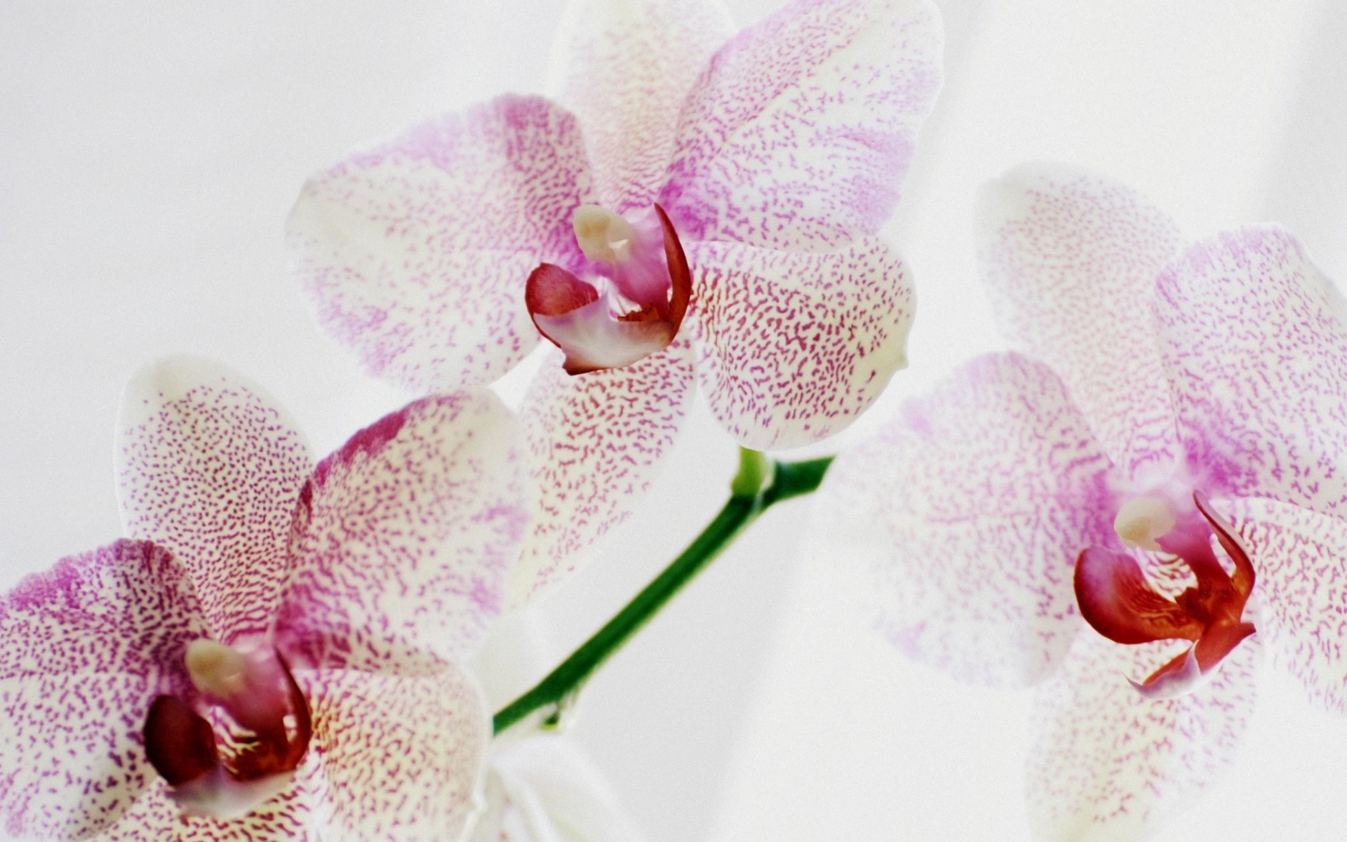Картинки Орхидея, пятнистый, крупный план, экзотический фото и обои на рабочий стол