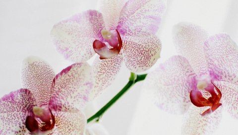 Орхидея, пятнистый, крупный план, экзотический