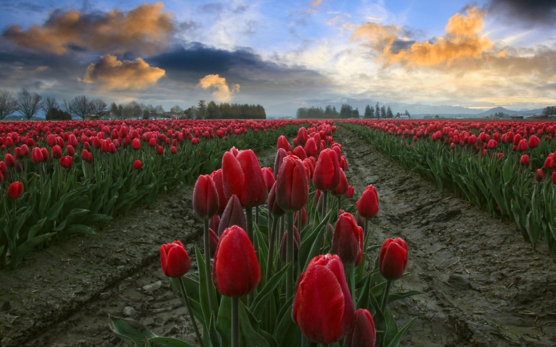 Тюльпаны, поле, небо, облака, цветники.