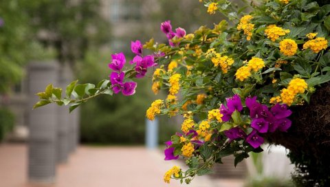 Lantana, bougainvillaea, цветение, аллея, размытость