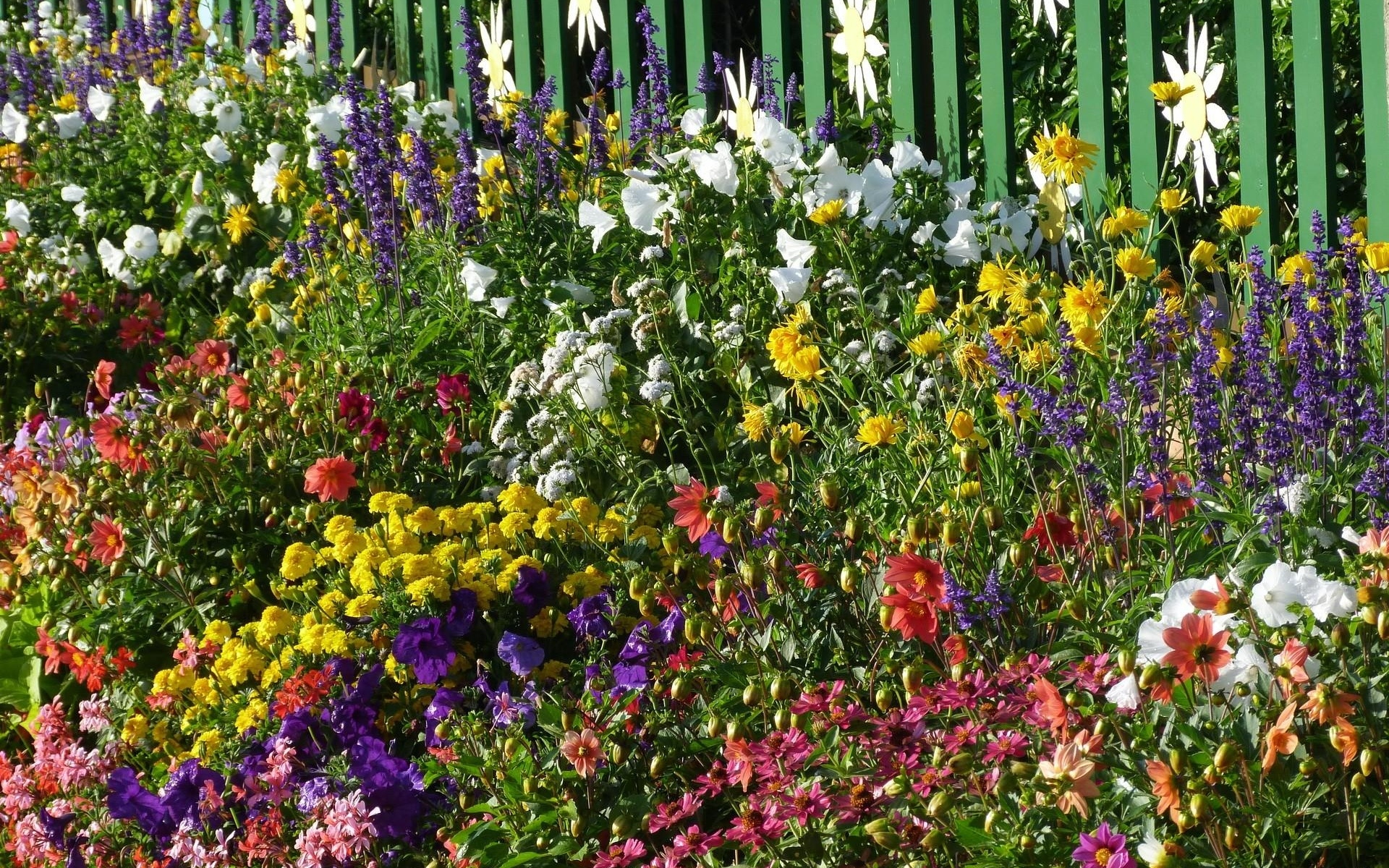Картинки Петуния, snapdragon, цветок, клумба, забор фото и обои на рабочий стол