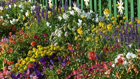 Петуния, snapdragon, цветок, клумба, забор
