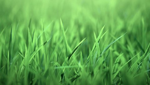 Трава, зеленый, светлый, яркий