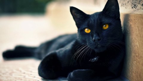 Черная кошка, лежа, красивая, лицо, глаза, ожидание