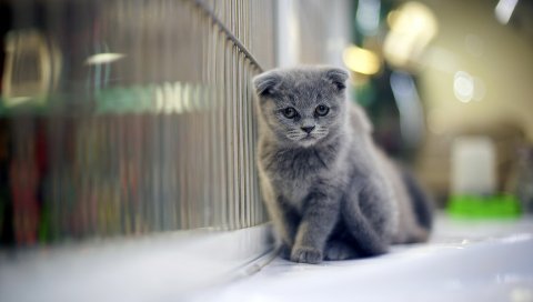 Котенок, стена, пушистый, красивый, прогулка