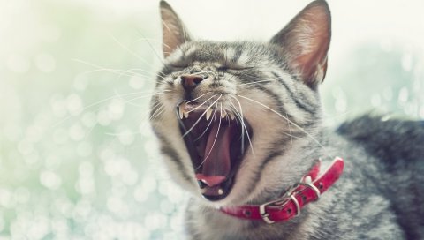Кошка, лицо, зевота, воротник, открытый рот
