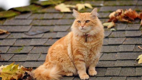 Кошка, пушистая, листья, осень, крыша